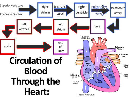 Heart Workflow